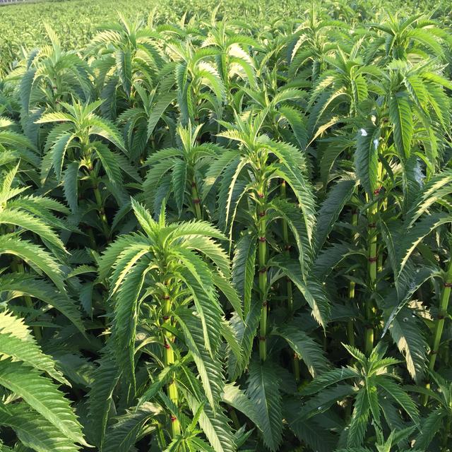 中药泽兰,其名甚美,当为女人.走血分,可以快气,可以行血.