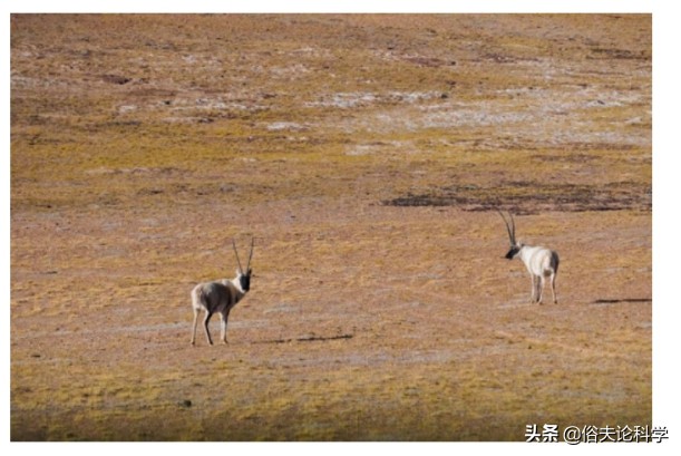 经过几十年的努力，藏羚羊终于降级啦！可还有人不明白这是为何？