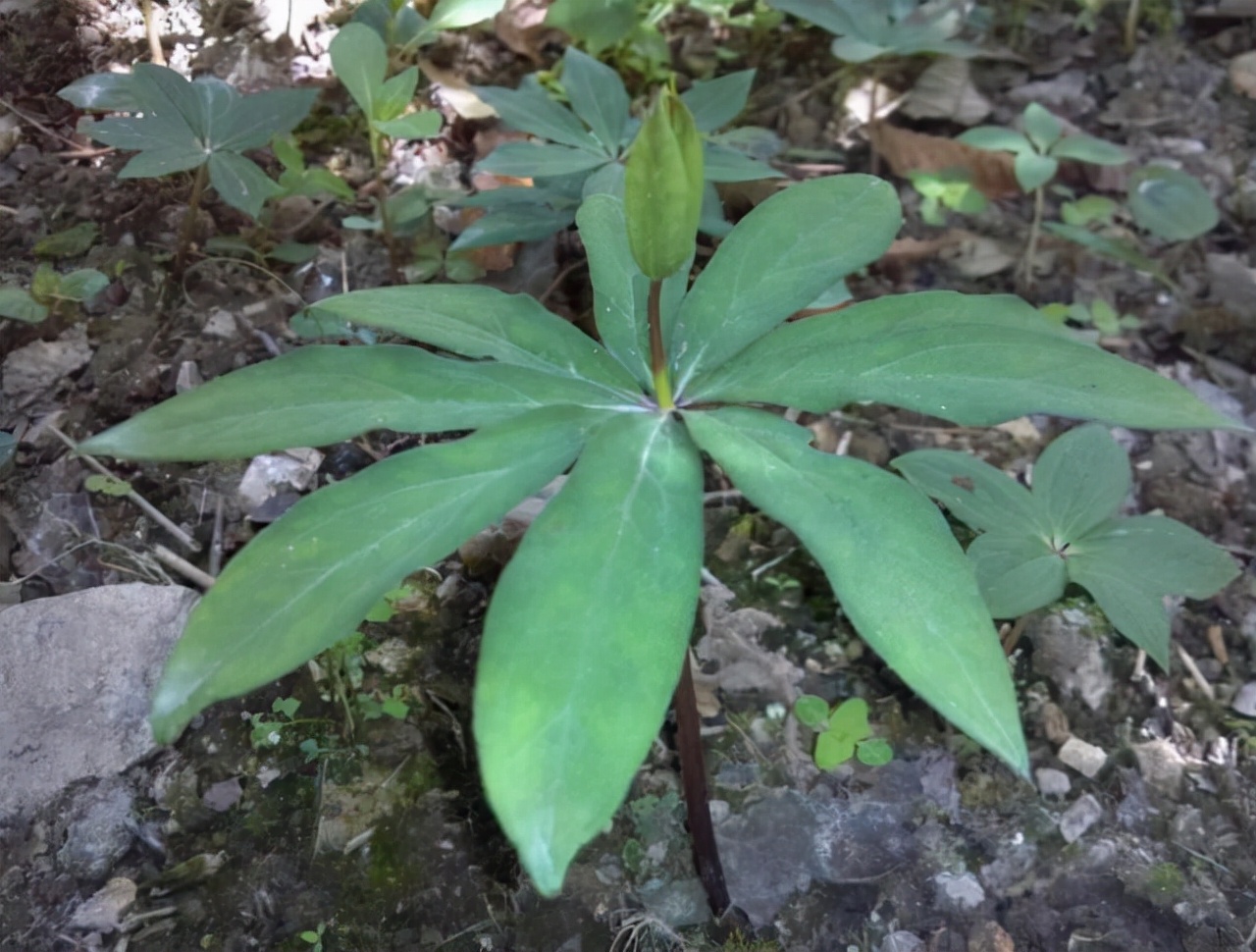 走进深山老林中，遍地珍贵野草，一种七叶一枝花，叶子却不止7片