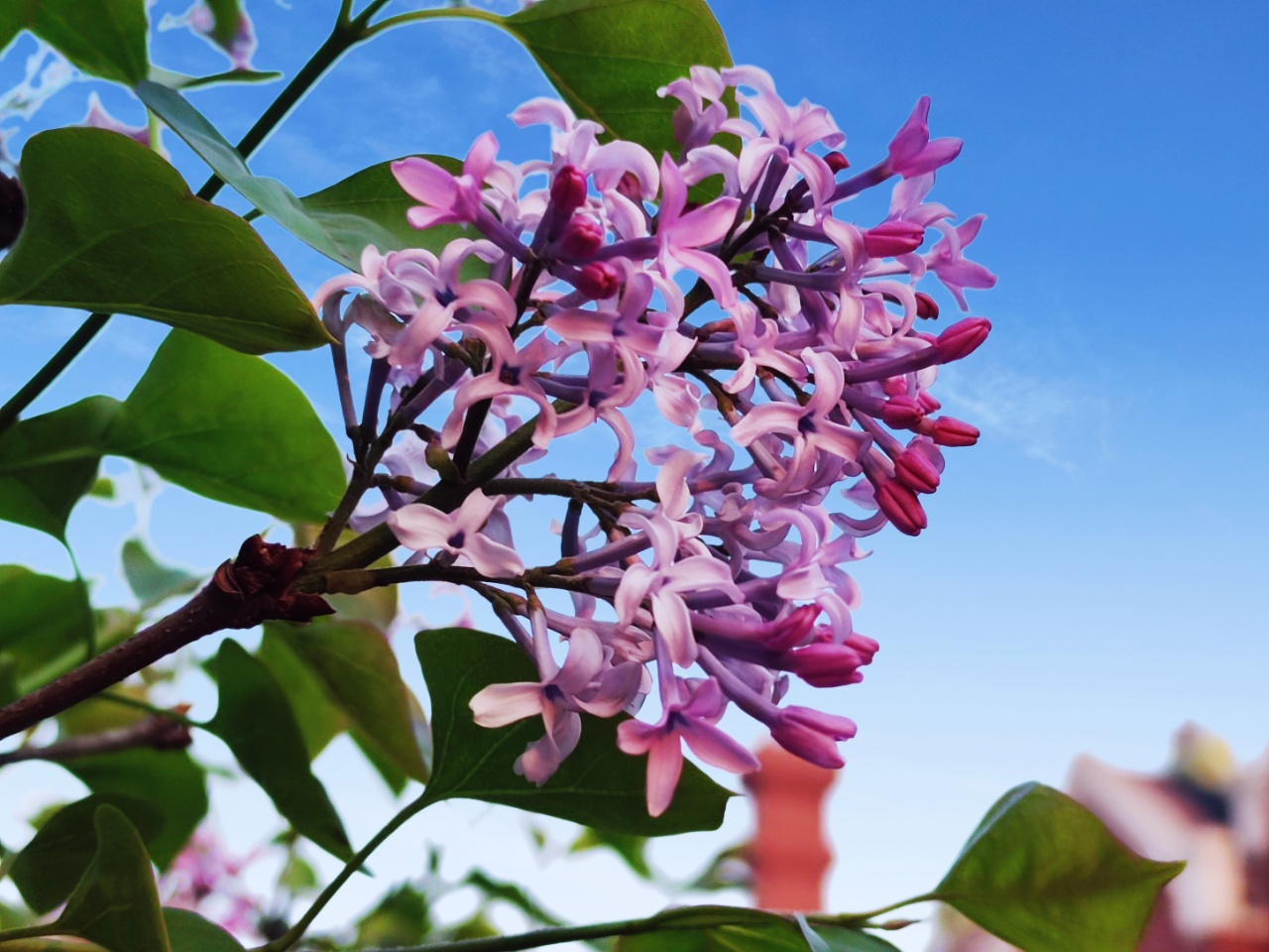 小院春天早到来，桃花李花递次开｜七绝十首·为家园春色而作