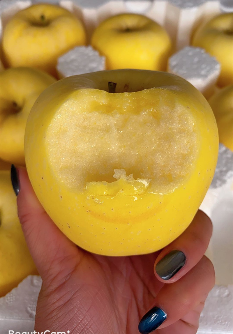 维纳斯黄金苹果苗介绍，一个女神级的晚熟黄果新苹果品种