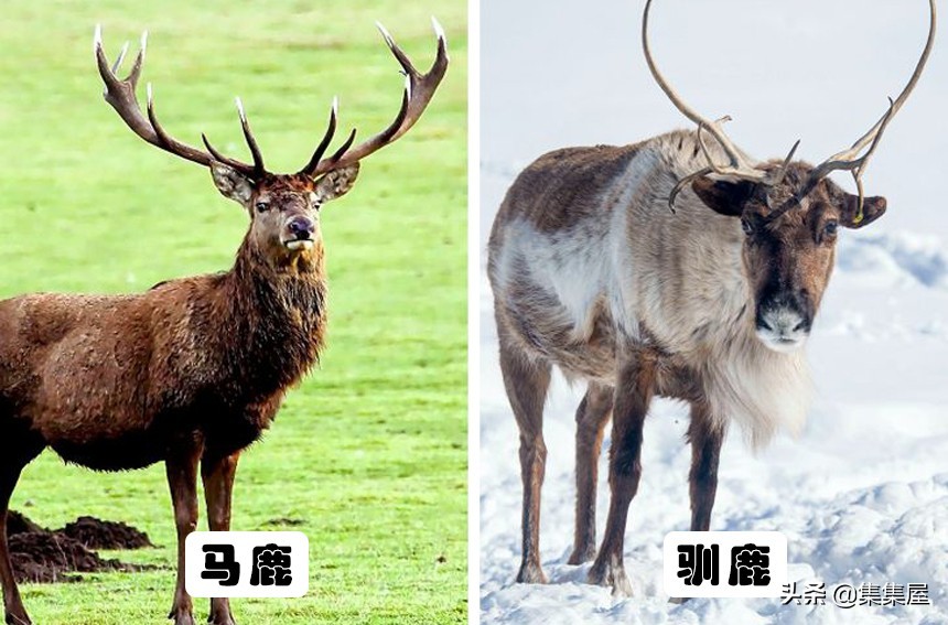易被混淆的事物：因为太过于相似，经常被人们搞混的7对事物