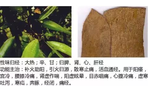 300个中草药图谱（附主治功效），知道一半就太牛了（上）