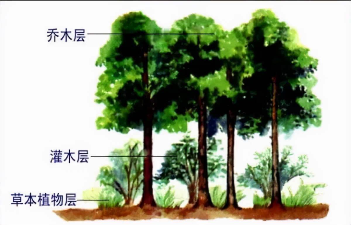 說一說生物的分層現(xiàn)象和水產(chǎn)養(yǎng)殖的分層現(xiàn)象