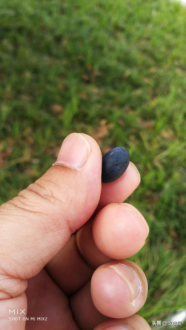 各位不用再试了，这个果子不能吃