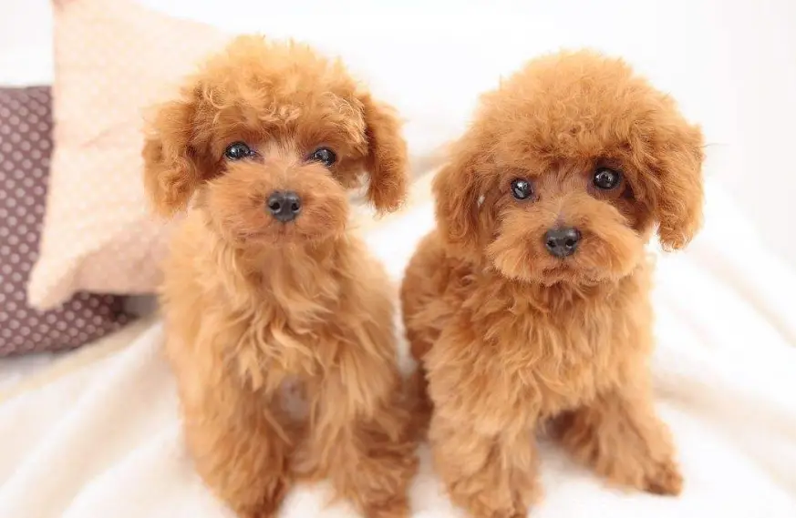 宠物狗一般能活多久（7种常见狗狗的寿命排行榜）