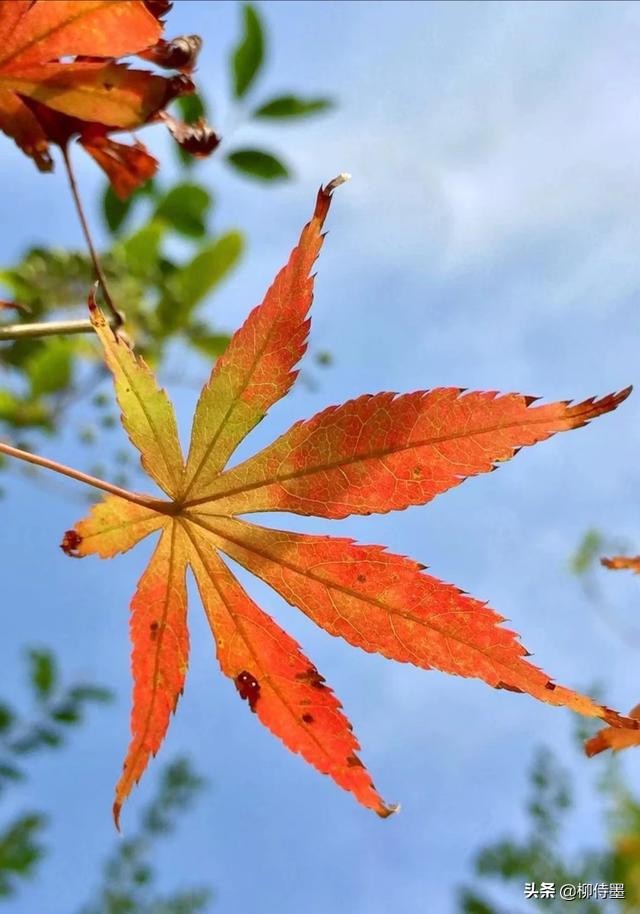 叶子形态各有千秋，跟着摄影师学拍照，拍美“一叶知秋”