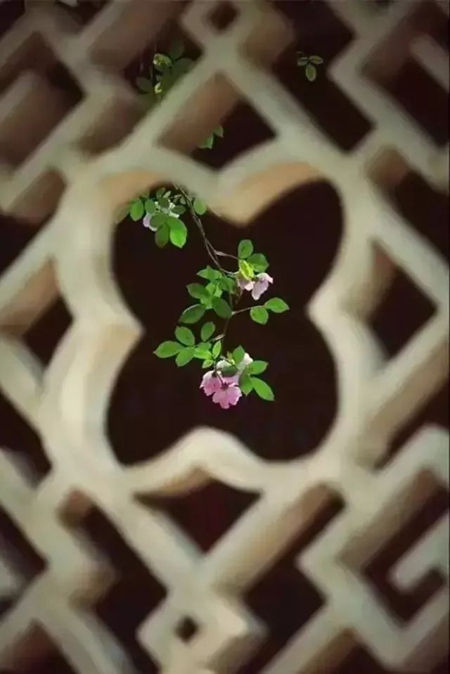 愿有一方小院，静看繁花盛开