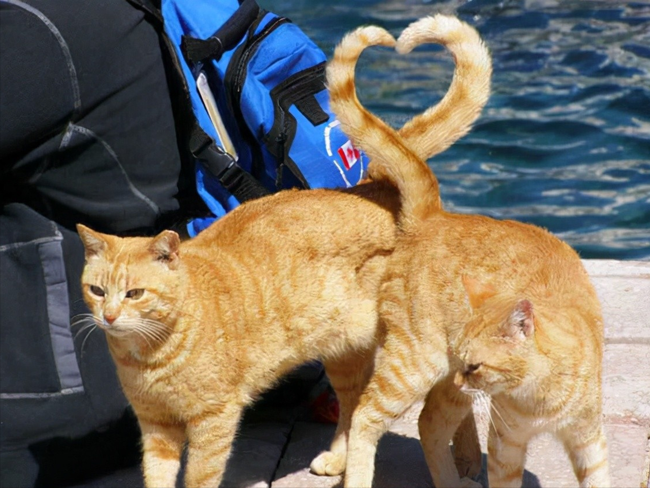 34张神奇的巧合照片,不是ps却胜过ps,简直不可思议