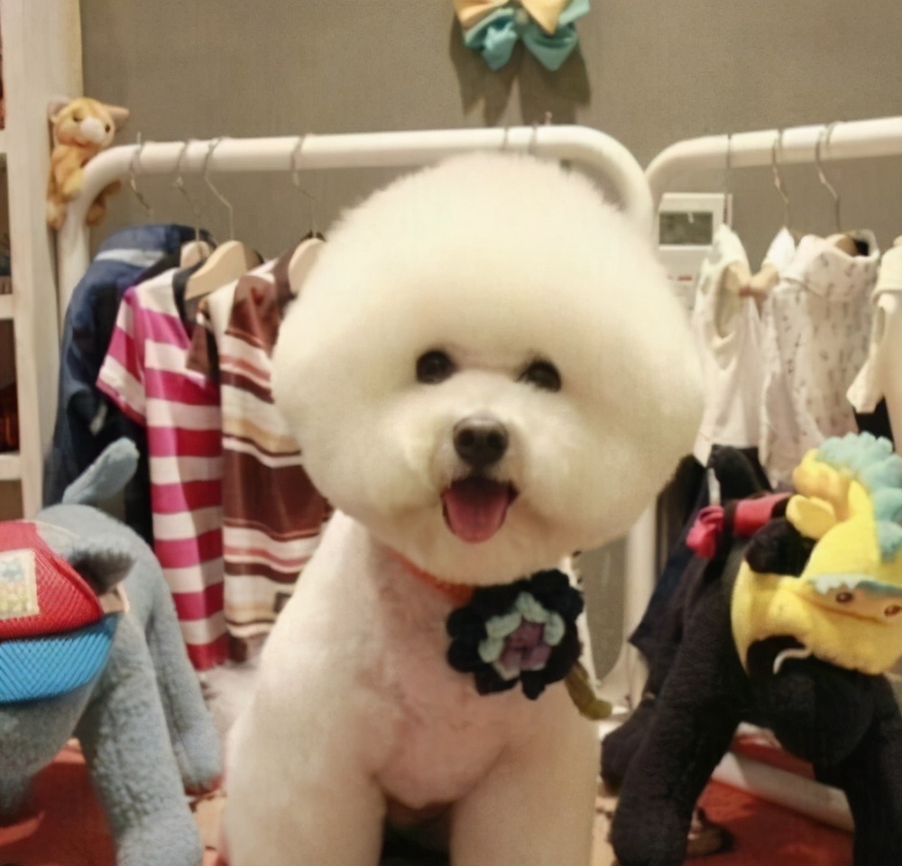 比熊犬的图片(养比熊久了之后) - 赤虎壹号