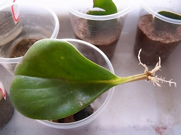 谁说养花难?4种“泼辣花”,扔在土里就生根,繁殖一片小崽子