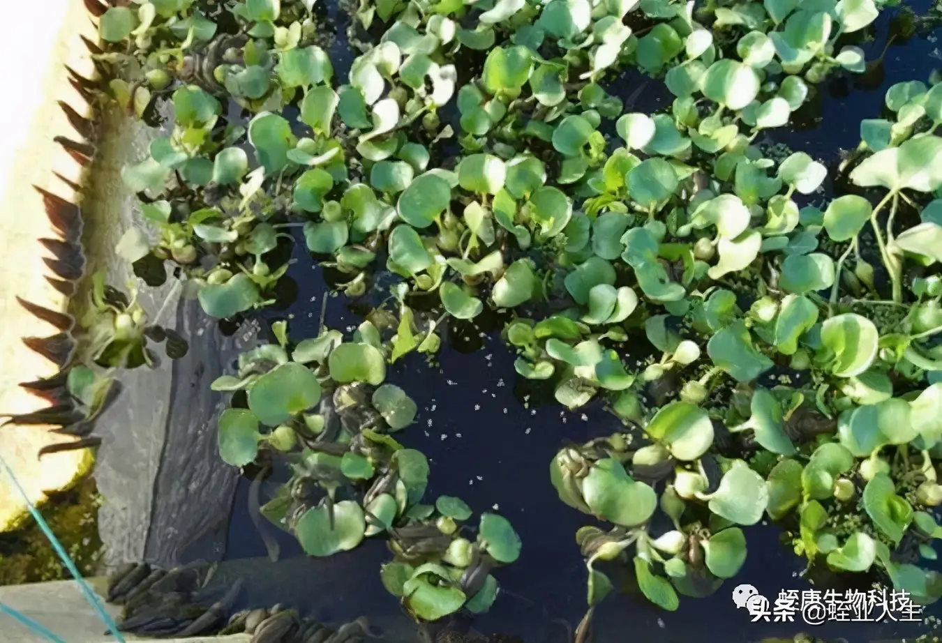 蚂蝗怕什么动物（水蛭的天敌有哪些）