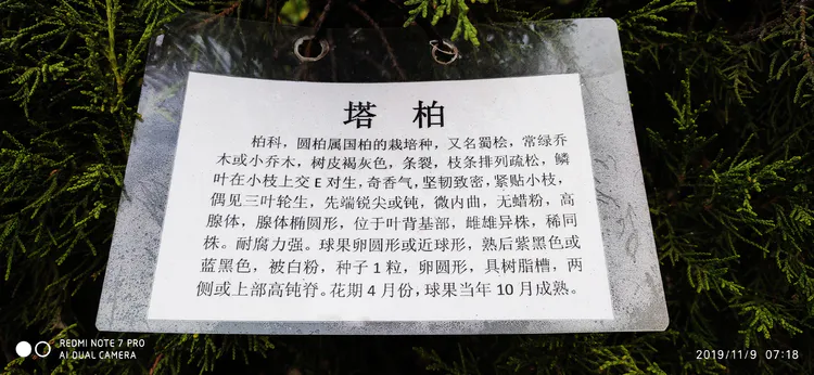 陪你一起看湖北省广水一中①——走进植物王国