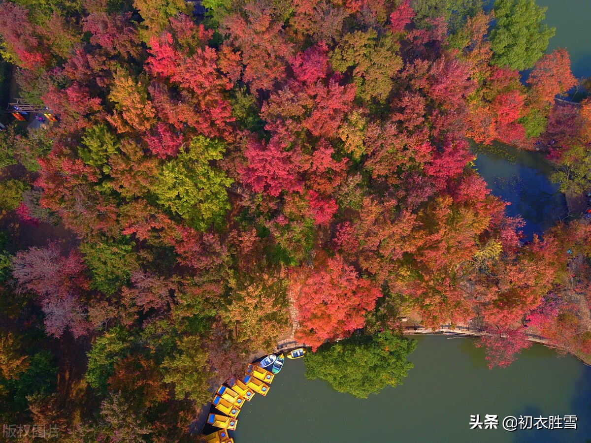 晚秋美词三首，千林红叶同春赏，一本黄花金十串