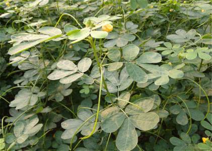 决明子 (《本经》)【性味归经】甘,苦,微寒.归肝,大肠经.