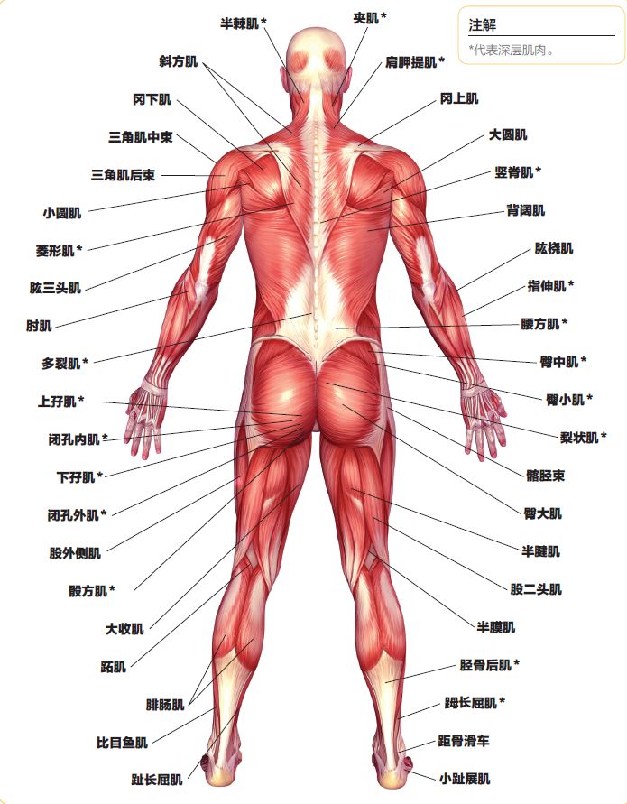 健身先健脑，这5个知识你必须知道