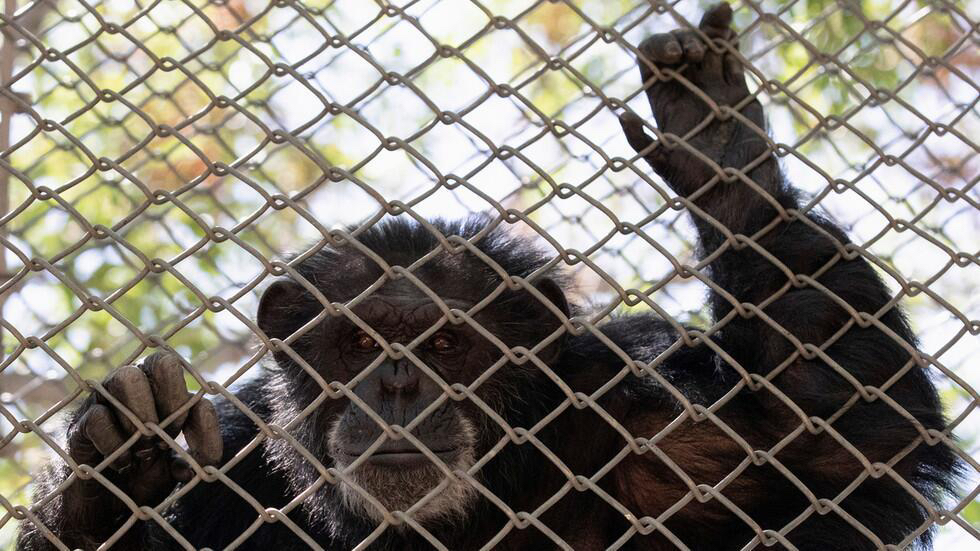 比利時女子稱和黑猩猩相愛4年,遭動物園阻攔,人猿能有後代嗎?