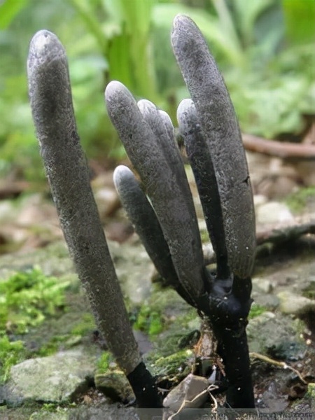 长在白蚁窝里的菌类,价格超过黄金,为什么挖到的人就是不肯卖?