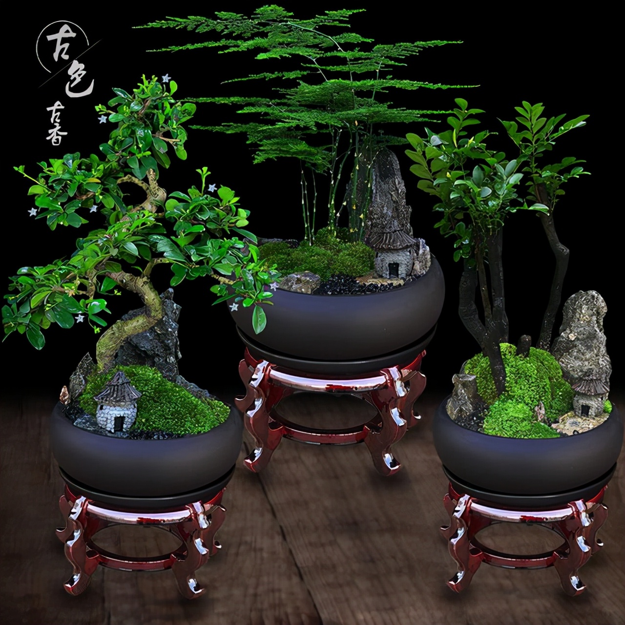 家中养殖小叶紫檀盆景,能够旺财,但是要掌握养殖的方法才可以