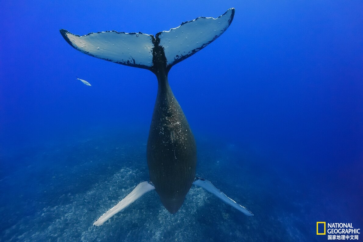 蓝鲸的故事简短 _飞翔号