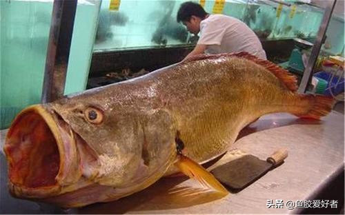 魚膠界的勞斯萊斯：金錢鰵魚膠為什麽能排在第一，真有這麽神奇嗎