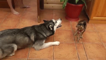 狗界脾气最好、最乖的狗，不吵不叫，有你养的吗？