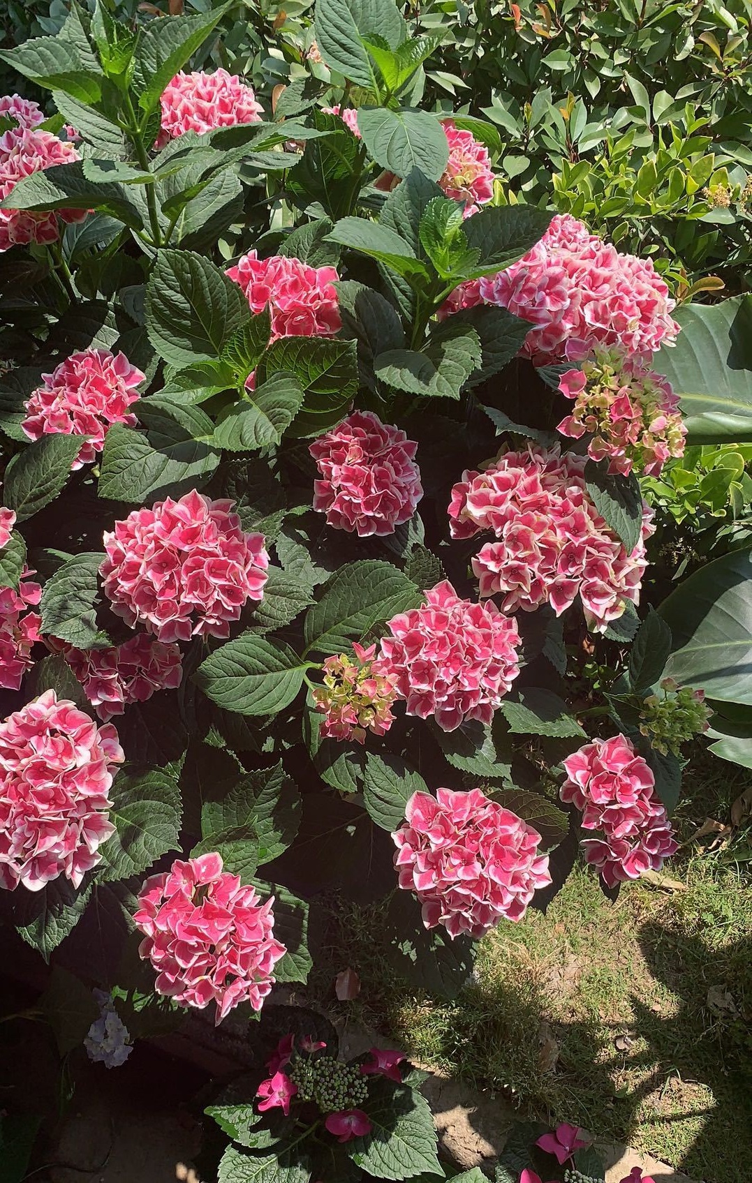 绣球花"精灵"—阳台盆栽新宠,打理简单,绚丽多彩,花期超三季