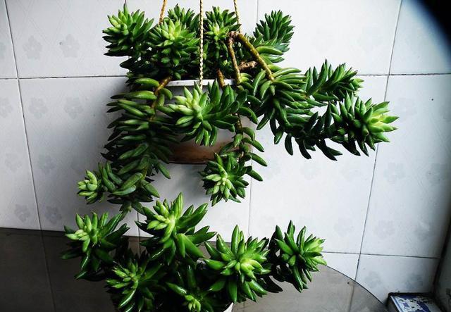 玉珠帘多肉怎么养经验分享专业回答