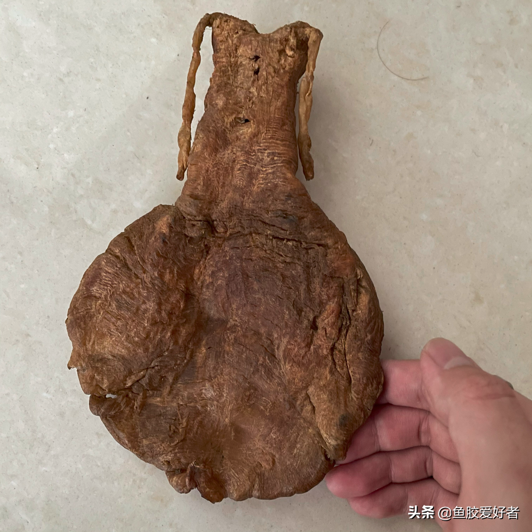 魚膠界的勞斯萊斯：金錢鰵魚膠為什麽能排在第一，真有這麽神奇嗎
