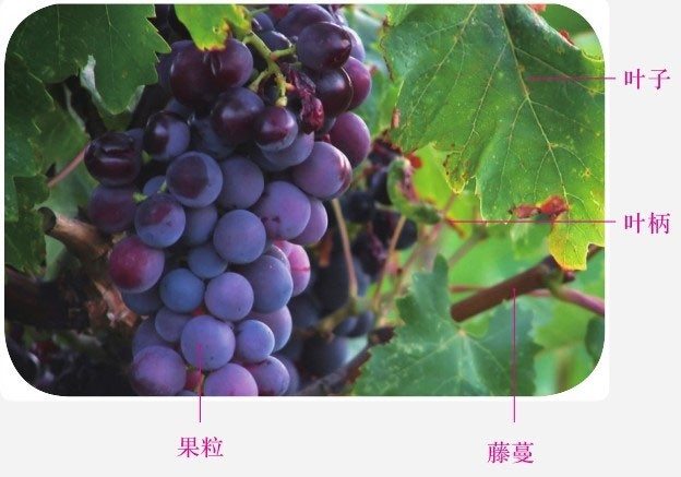 零基础国画教程 ：从小写意到大写意，分步骤讲解葡萄画法，收藏