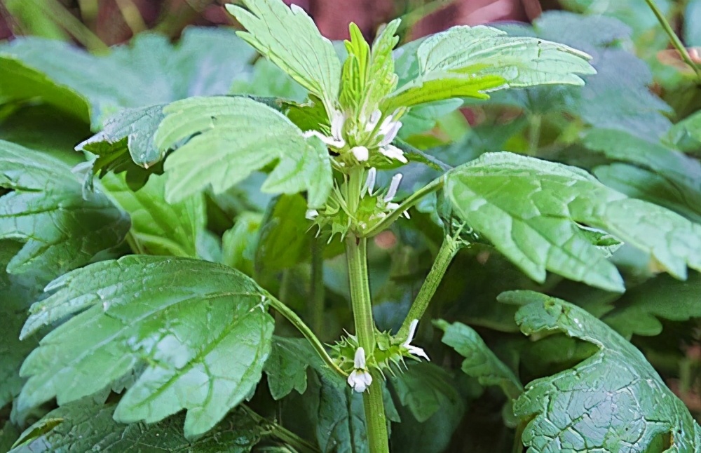 夏至草简介（几种农村常见的草药详细介绍）