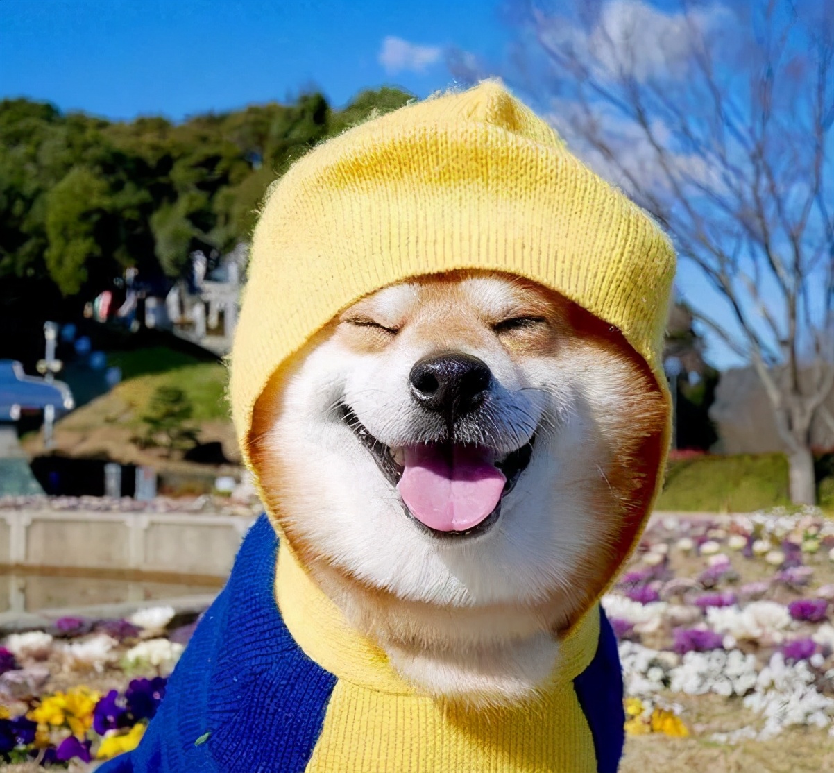 2,柴犬