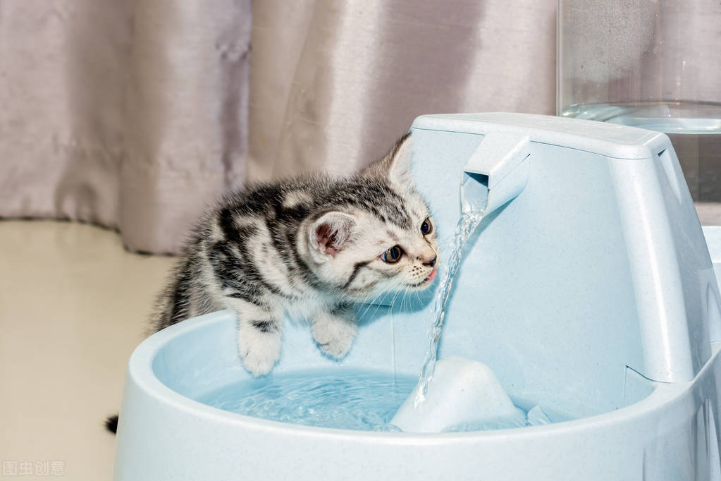 猫吐了白色黏液或泡沫吃什么药（猫吐白沫子的3个原因）