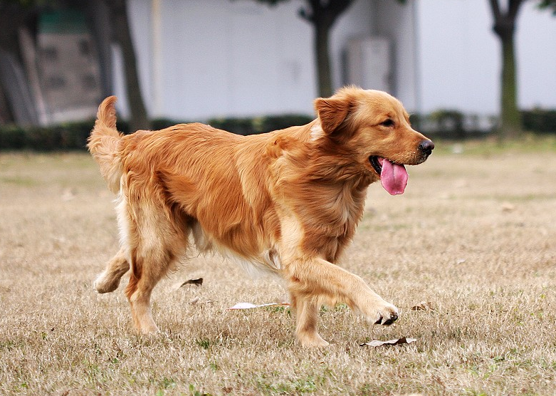 金毛标准体重是多少斤?太胖怎么办?