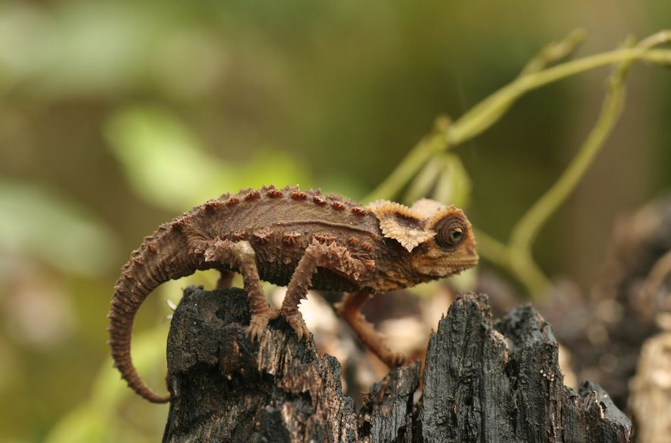 一高冠变色龙(chamaeleo属),cites附录二国王变色龙(诡避役属calumma