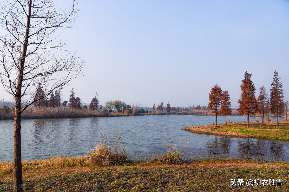 清美明快初冬古诗五首：红叶已飘千万点，菊花犹著郁金衣