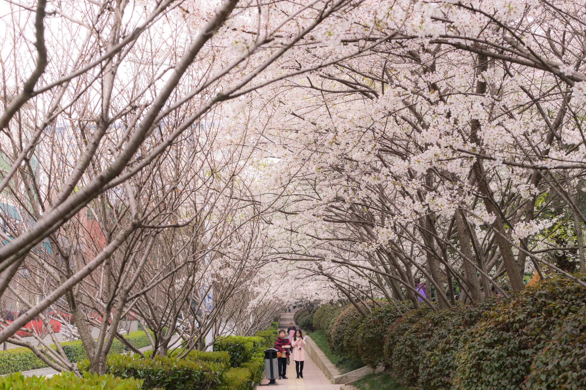 3月必去旅行地，这5个地方，藏着国内最美春日