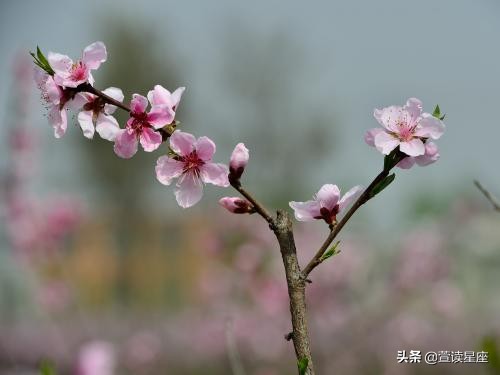 未来一周，家中有喜，财运强势来袭的3类人，过上梦想中的生活