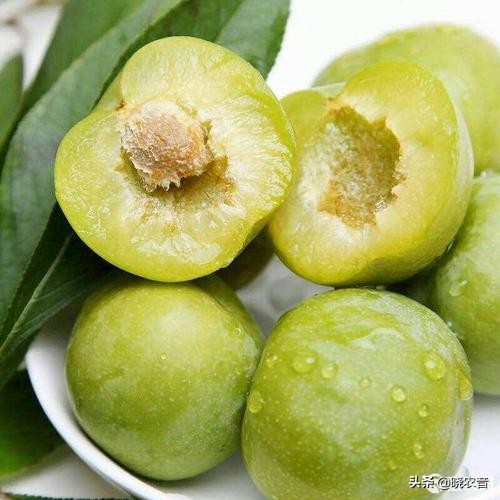 沙子空心李几月份成熟,沙子空心李的介绍