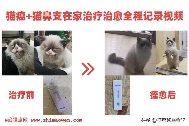 得猫瘟症状（知识科普猫瘟的4大症状表现）