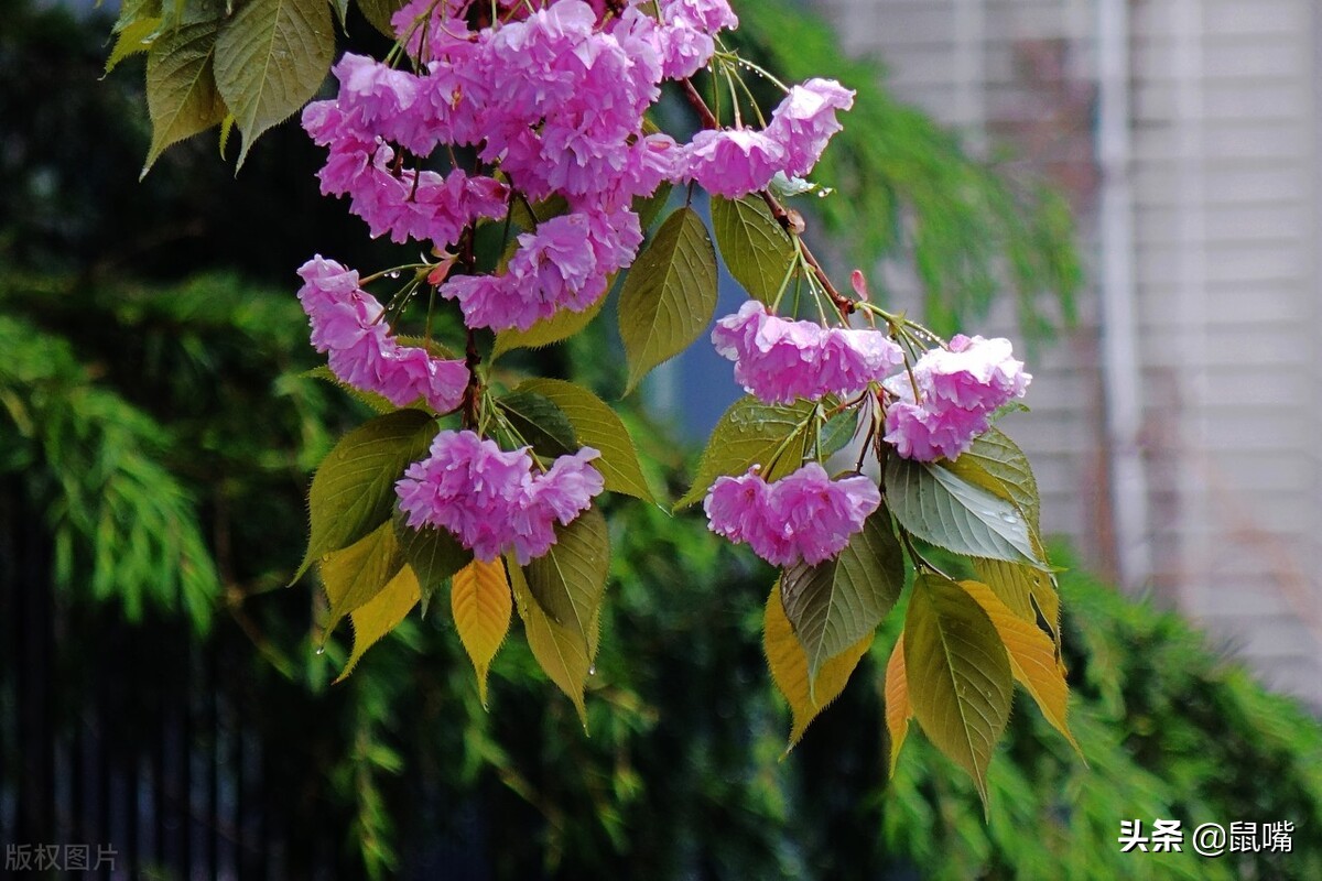 《列子》原文 译文（二）