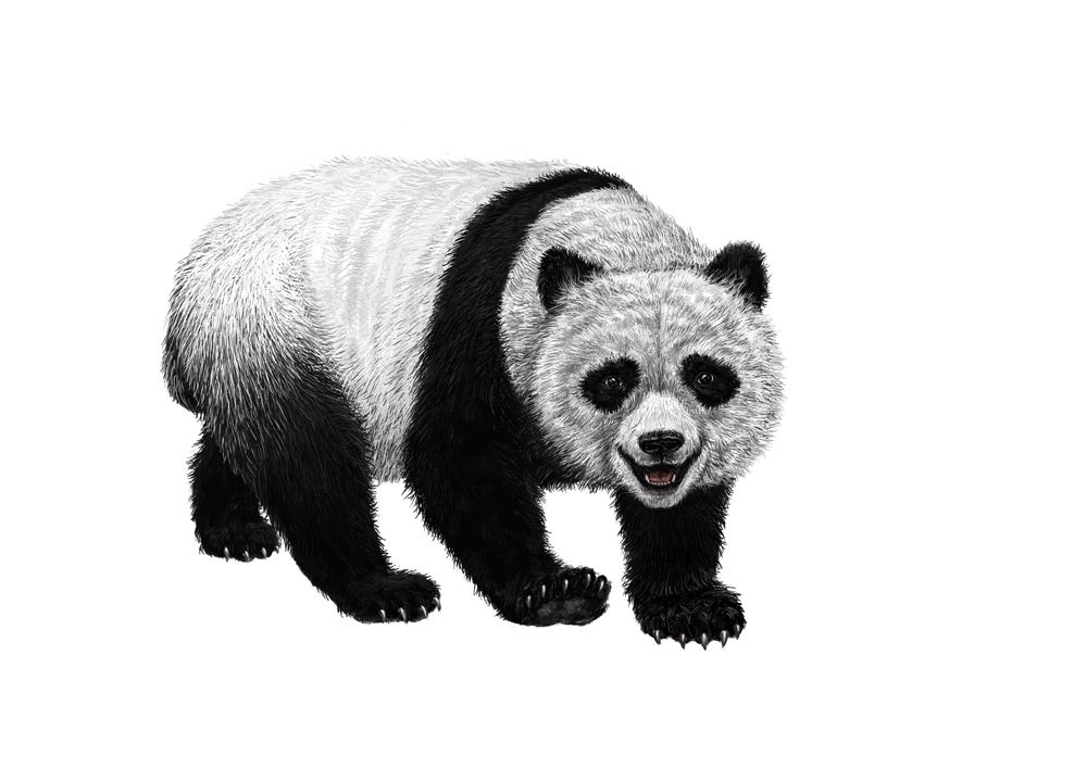 蚩尤的坐骑，有“食铁兽”之称，史前大熊猫真的这么强吗？