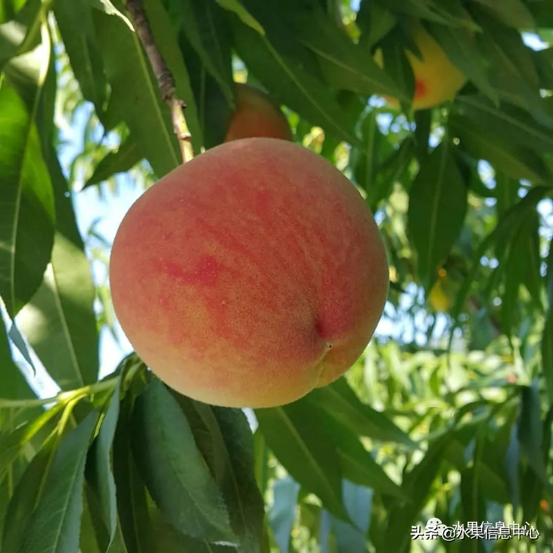 桃子季节是几月份（中国常见水蜜桃产地品种及上市时间）