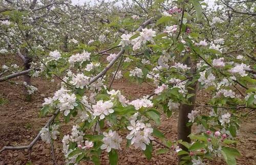 苹果几年结果子（果农做好这8点苹果挂满枝）