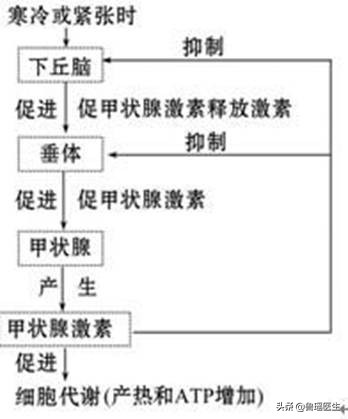 教您快速看懂甲状腺功能化验单