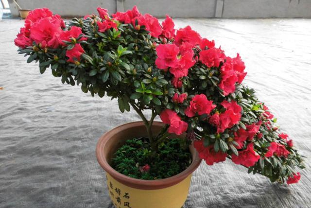 家庭养杜鹃花,几天浇一次水合适?学会浇水技巧,再不会黑叶烂根
