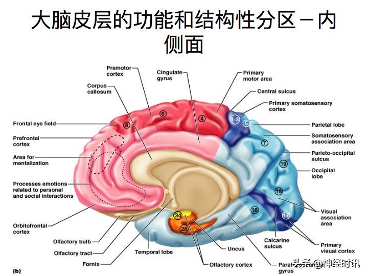 神經系統解剖及功能（全155張）