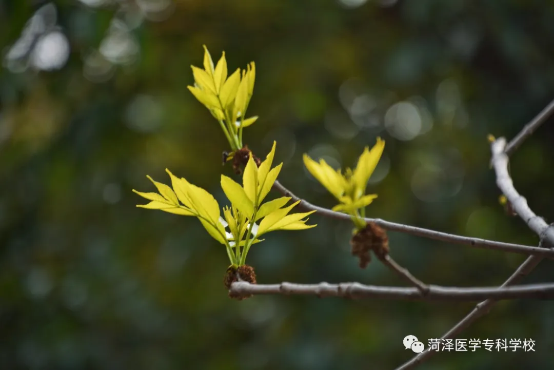 菏泽医学专科学校牡丹，又是姹紫嫣红开遍