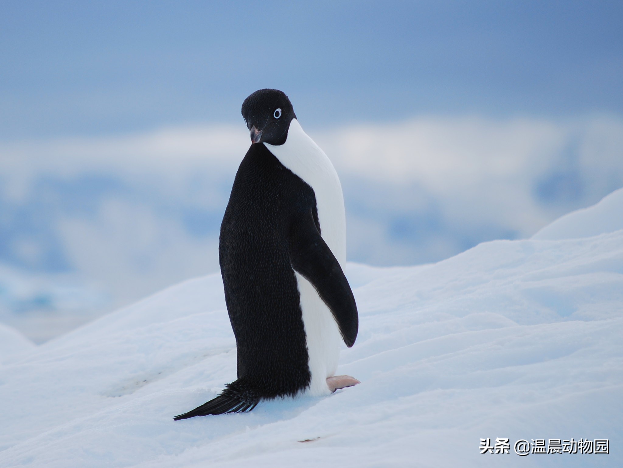 不对,赤道附近甚至北半球都有企鹅