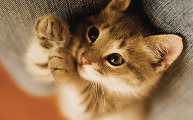 猫咪喜欢挠沙发？三分钟告诉你如何改掉猫咪爱抓沙发的臭毛病